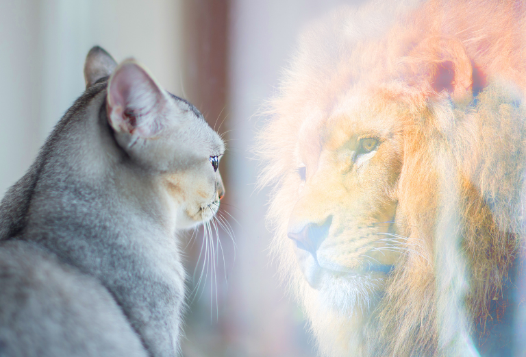 The cat looked in the mirror and said confidently, "One day I will become a lion."